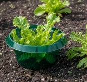 Etanasuoja viljelyyn Sluggers® 6 kpl