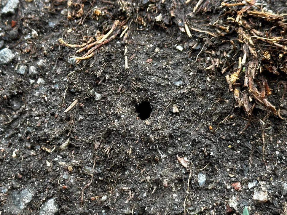 Linnun reikä ravinnonhausta