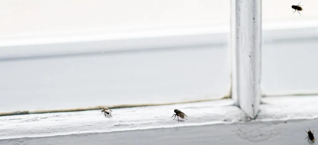 Kärpäsiä ikkunassa