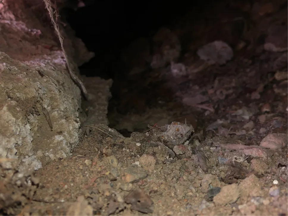 Mäyrän pesä talon alla