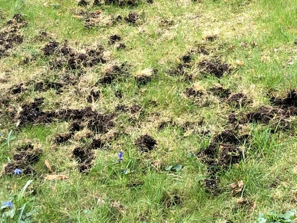  Mäyrän tonkimisjälki nurmikolla