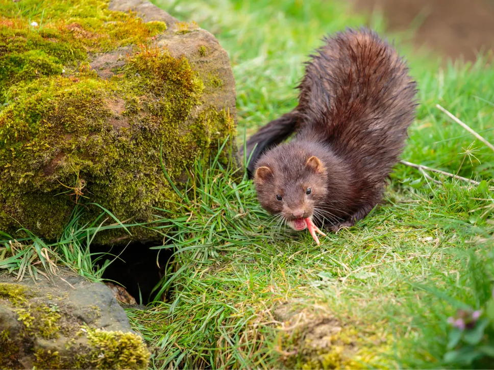 Minkin pesä veden lähellä