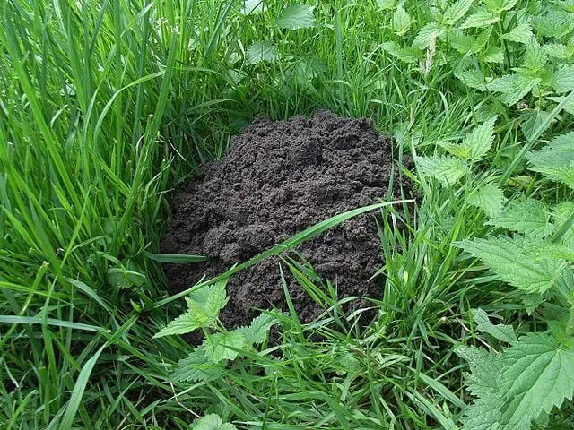 Kontiainen multakeko