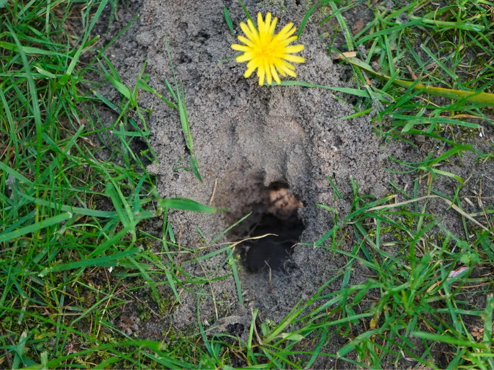 Hiiirenkolo nurmikolla