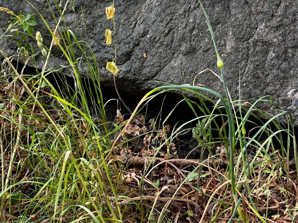 Käärmeen pesä kallliossa