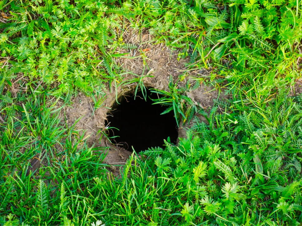 Rotankolo nurmikolla