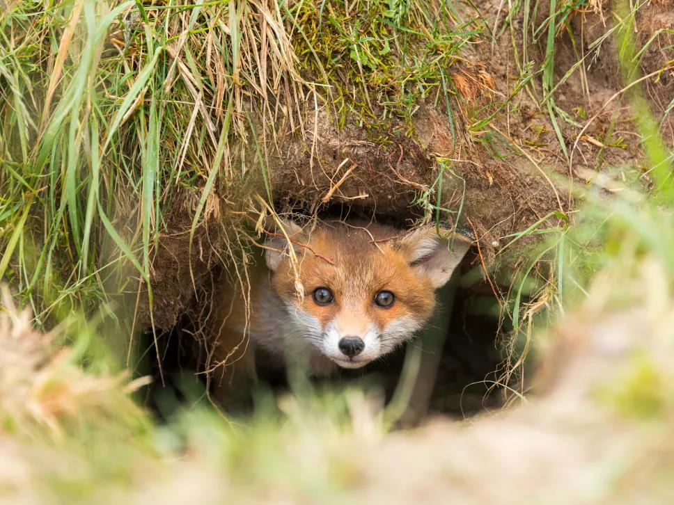 Ketunpesä ja ketunpoikanen