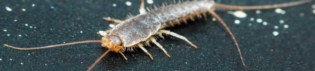 Paperitoukan yksityiskohtia