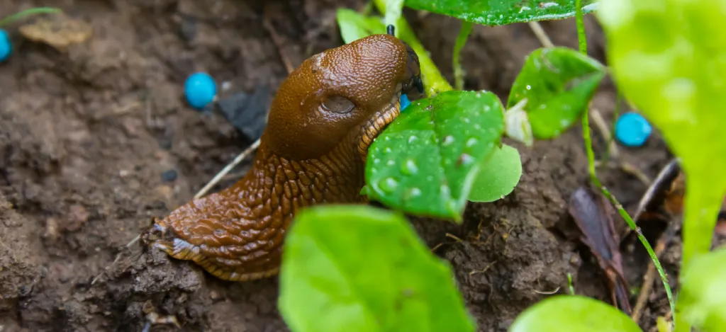 Etanat syövät etanamyrkkyaetta