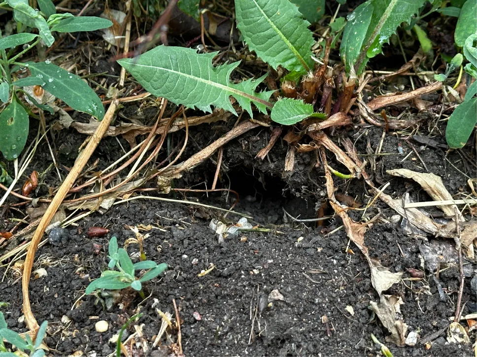 Etanan piilo kasvin alla