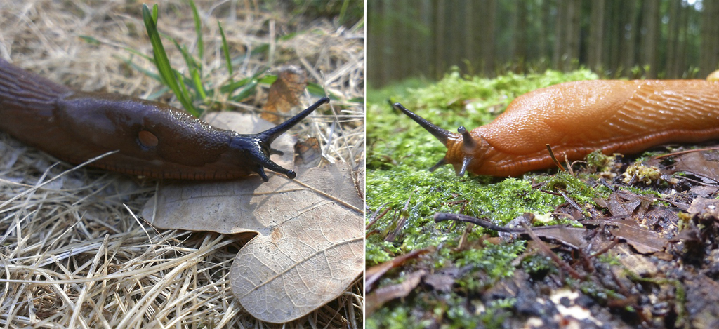 Metsäetana vai espanjansiruetana