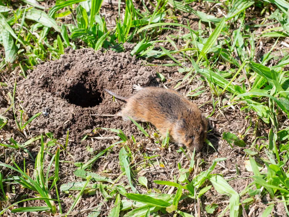 Myyränkolo puurarha