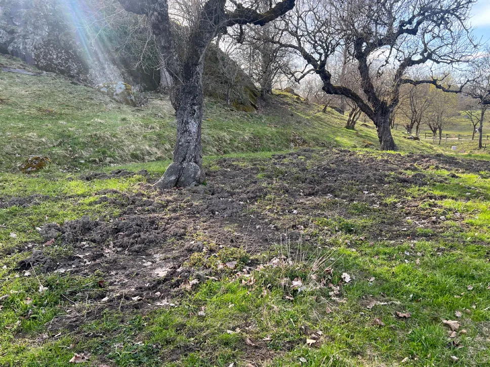 Villisian tonkimisjälki nurmikolla