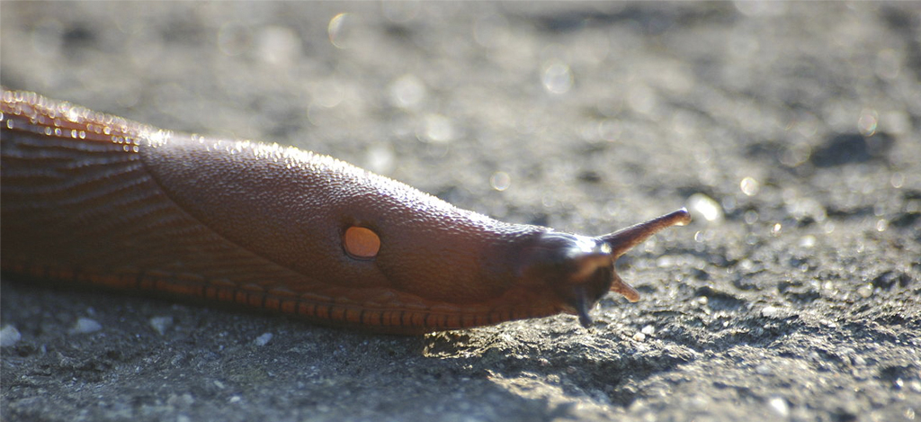 Espanjansiruetana keväällä