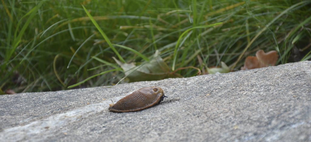 Espanjansiruetanan tuntomerkit