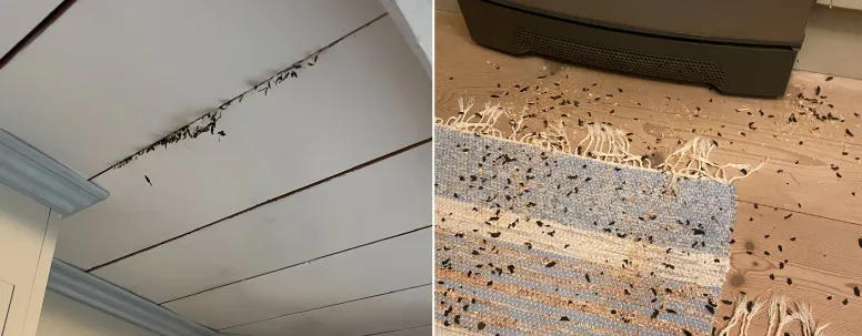 Jälkiä hiiristä katossa